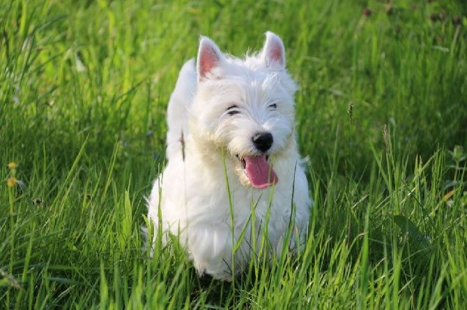Les West Highland White Terrier de l'affixe du domaine des cotelles