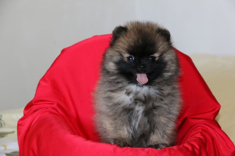 Lulu Bébés de Eosine  et I Love You